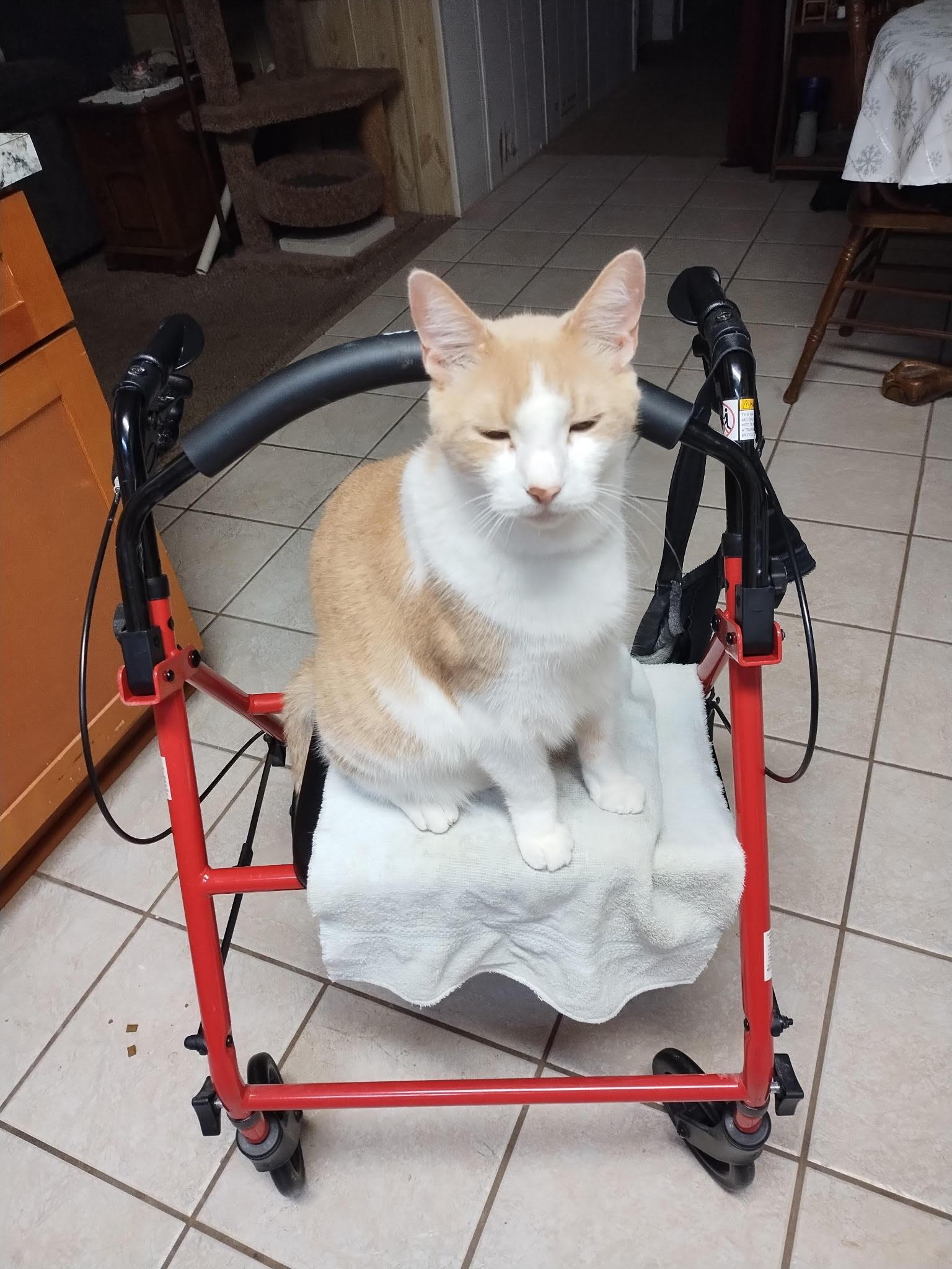 Enlarge Johnny Boy, a Adoptable Domestic Short Hair in Winter Garden, FL image 1/3