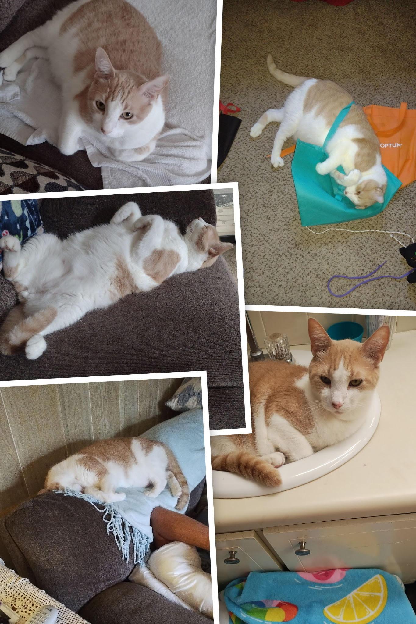 Enlarge Johnny Boy, a Adoptable Domestic Short Hair in Winter Garden, FL image 3/3