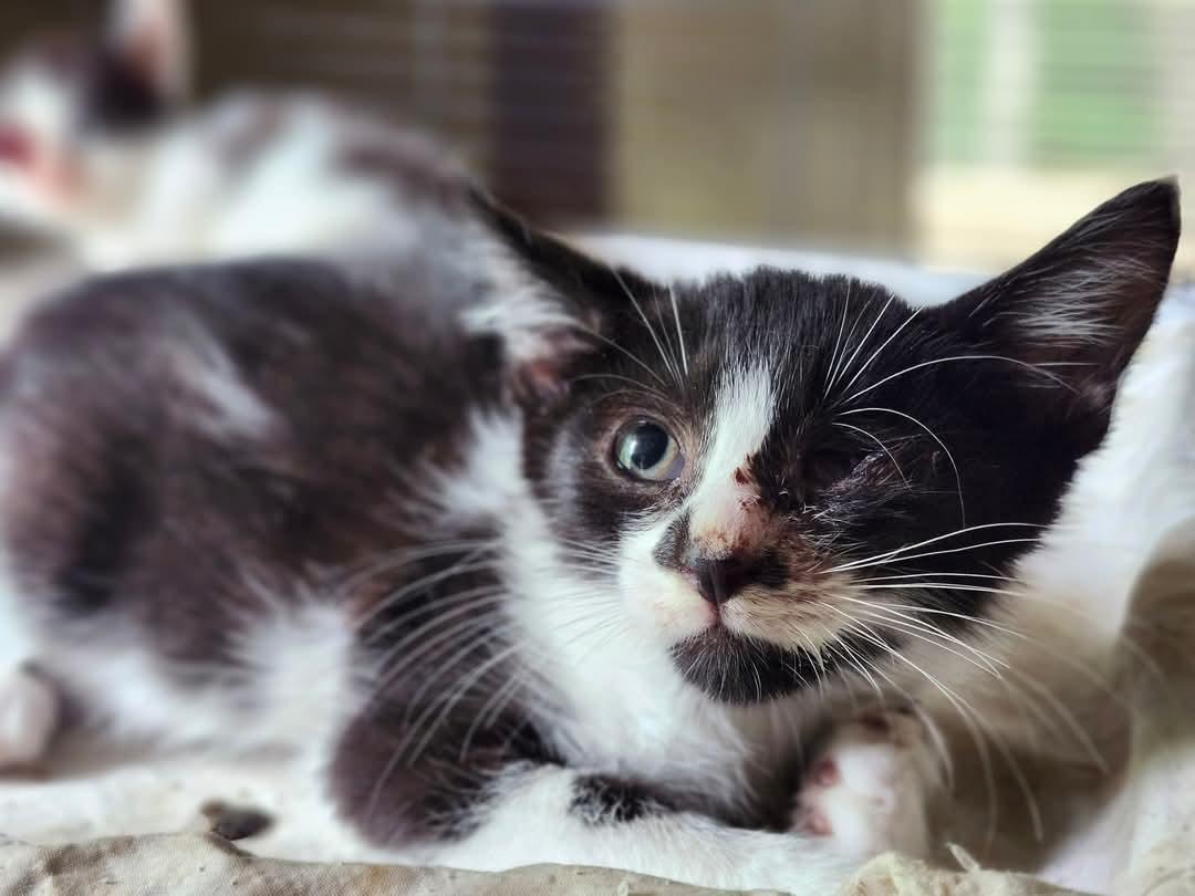 Grumpy, Baby Male Domestic Short Hair