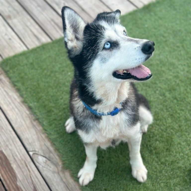 Dog for adoption Jewel, a Siberian Husky in Downers Grove, IL Petfinder