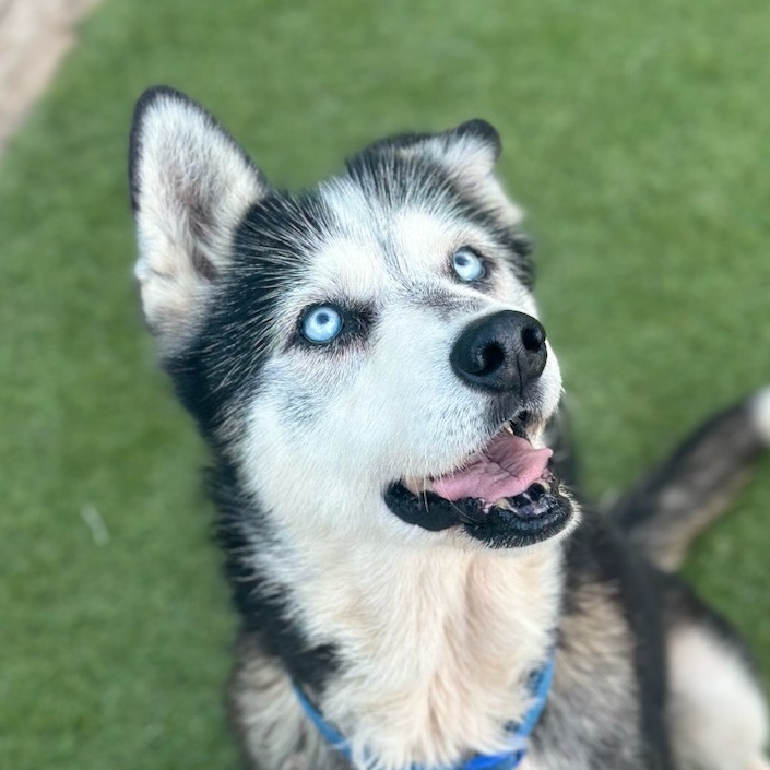 Dog for adoption Jewel, a Siberian Husky in Downers Grove, IL Petfinder