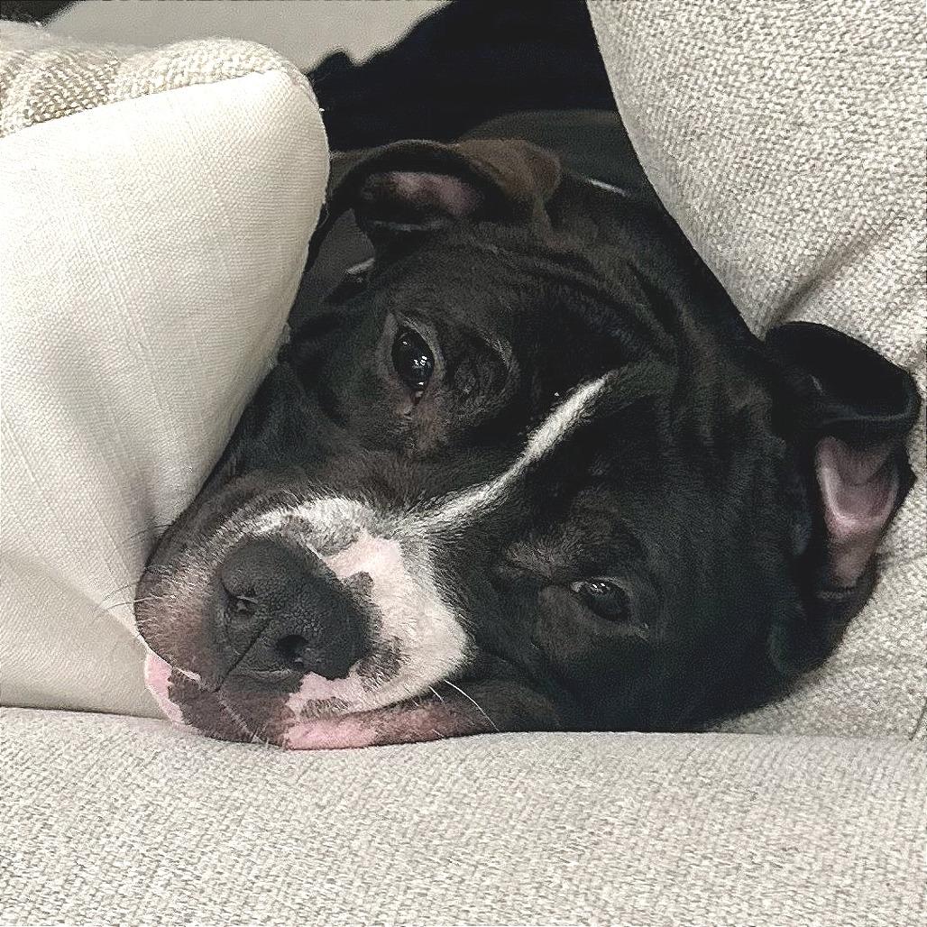 Enlarge Falafel, a Adoptable Mixed Breed in Marshall, VA image 2/6