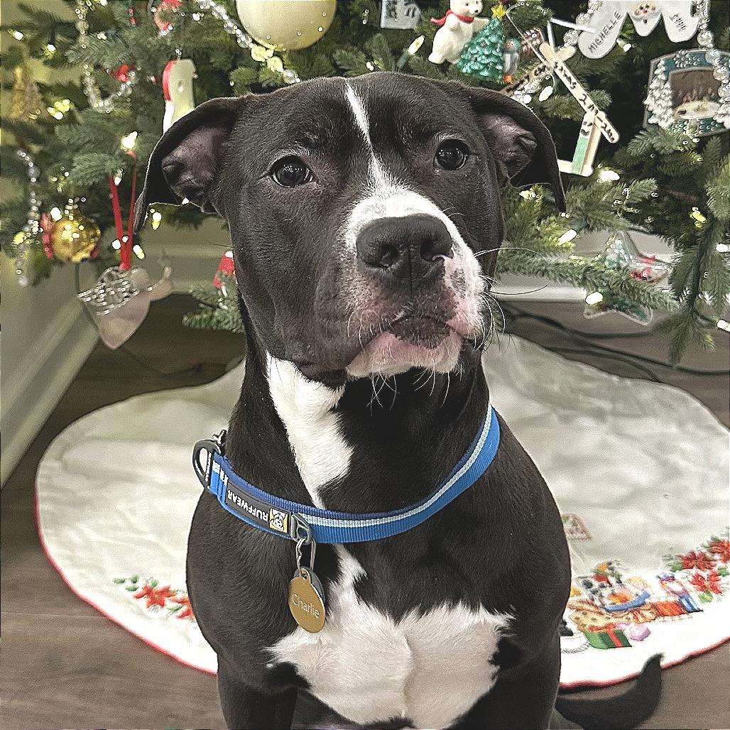 Enlarge Falafel, a Adoptable Mixed Breed in Marshall, VA image 4/6