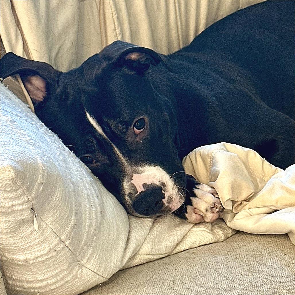 Enlarge Falafel, a Adoptable Mixed Breed in Marshall, VA image 5/6