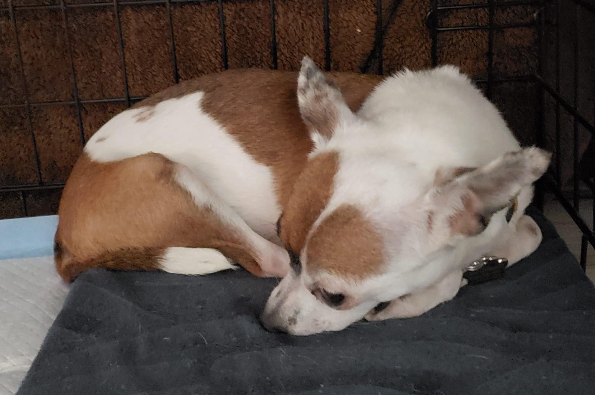 Sparkles, ADOPTABLE, Adult Female Chihuahua.