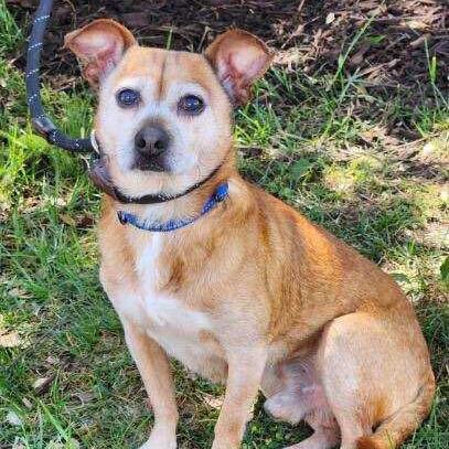 Cody, Adopted, Senior Male Chihuahua.