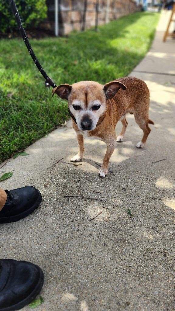 Cody, a Adopted Chihuahua in Powhatan, VA image 2/6