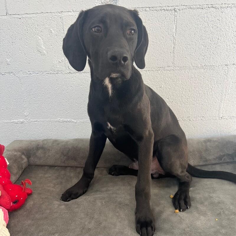 Enlarge Oakley, a Adoptable mixed breed in Roanoke, VA image 1/1