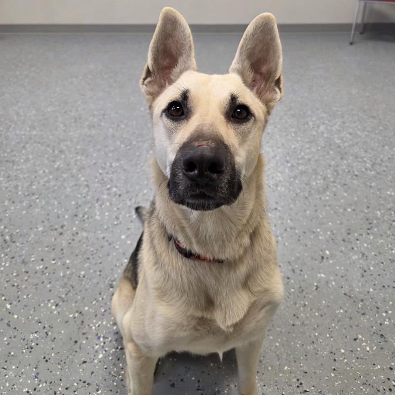 Enlarge Chloe, a Adoptable mixed breed in Yankton, SD image 3/6