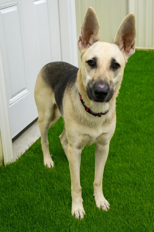 Enlarge Chloe, a Adoptable mixed breed in Yankton, SD image 2/3