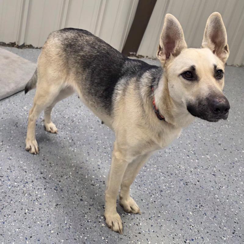 Enlarge Chloe, a Adoptable mixed breed in Yankton, SD image 5/6