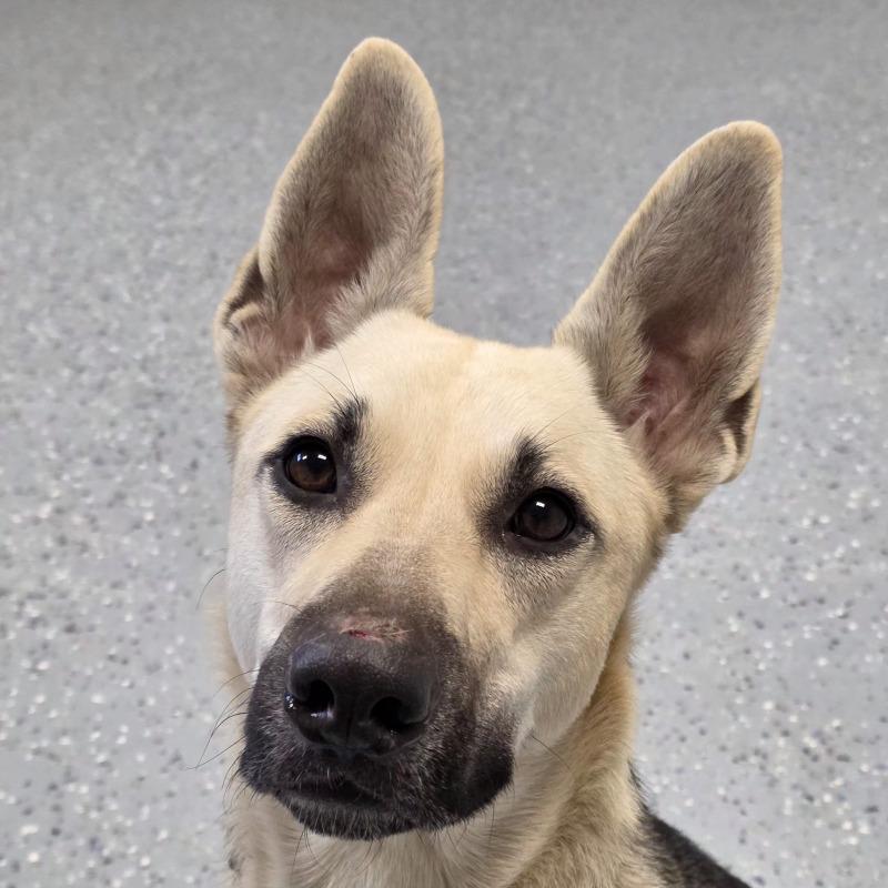 Enlarge Chloe, a Adoptable mixed breed in Yankton, SD image 6/6