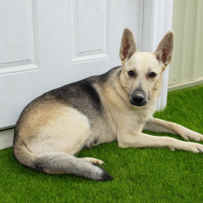 Enlarge Chloe, a Adoptable mixed breed in Yankton, SD image 3/3