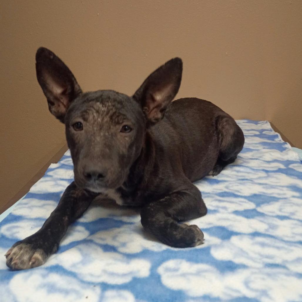Fluttershy, Adoptable, Puppy Female Mixed Breed.