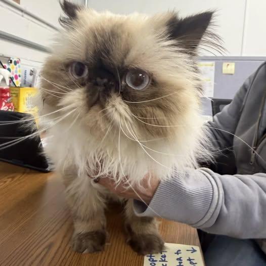 Zoe, ADOPTABLE, Adult Female Persian & Snowshoe.