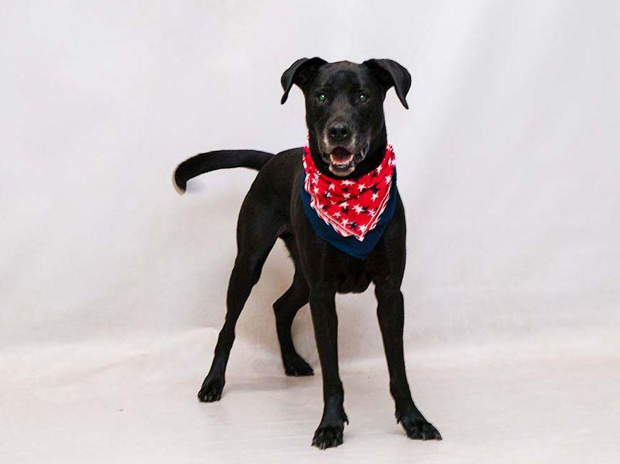 Enlarge Ranger, a Adoptable mixed breed in Sanford, FL image 3/3