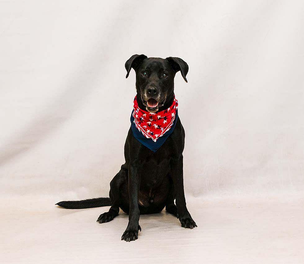 Enlarge Ranger, a Adoptable mixed breed in Sanford, FL image 2/3