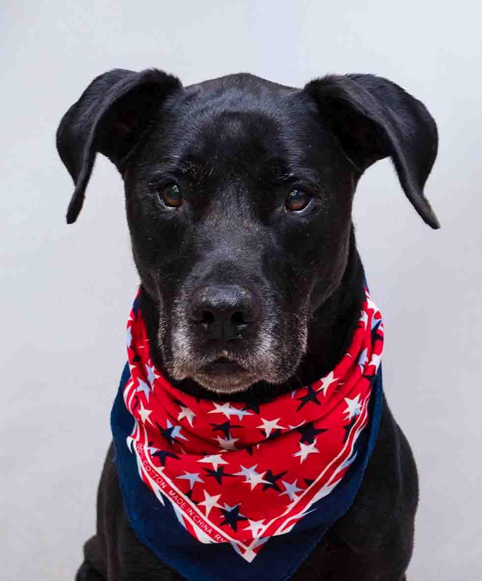 Ranger, Adoptable, Adult Male Labrador Retriever & Great Dane.