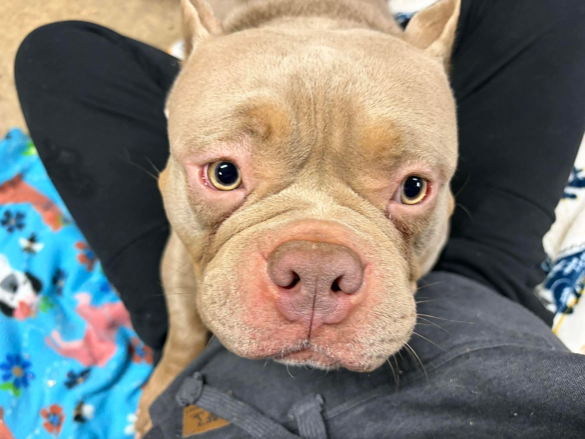 Enlarge Apollo, a ADOPTABLE mixed breed in Clay, NY image 4/6