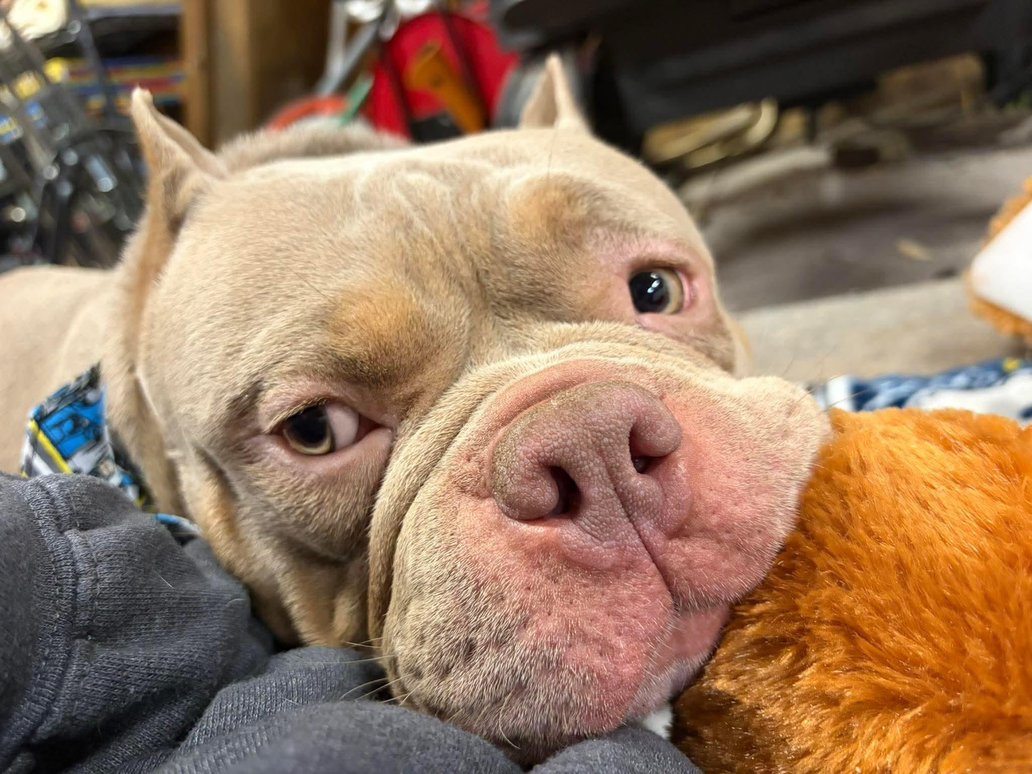 Enlarge Apollo, a ADOPTABLE mixed breed in Clay, NY image 6/6