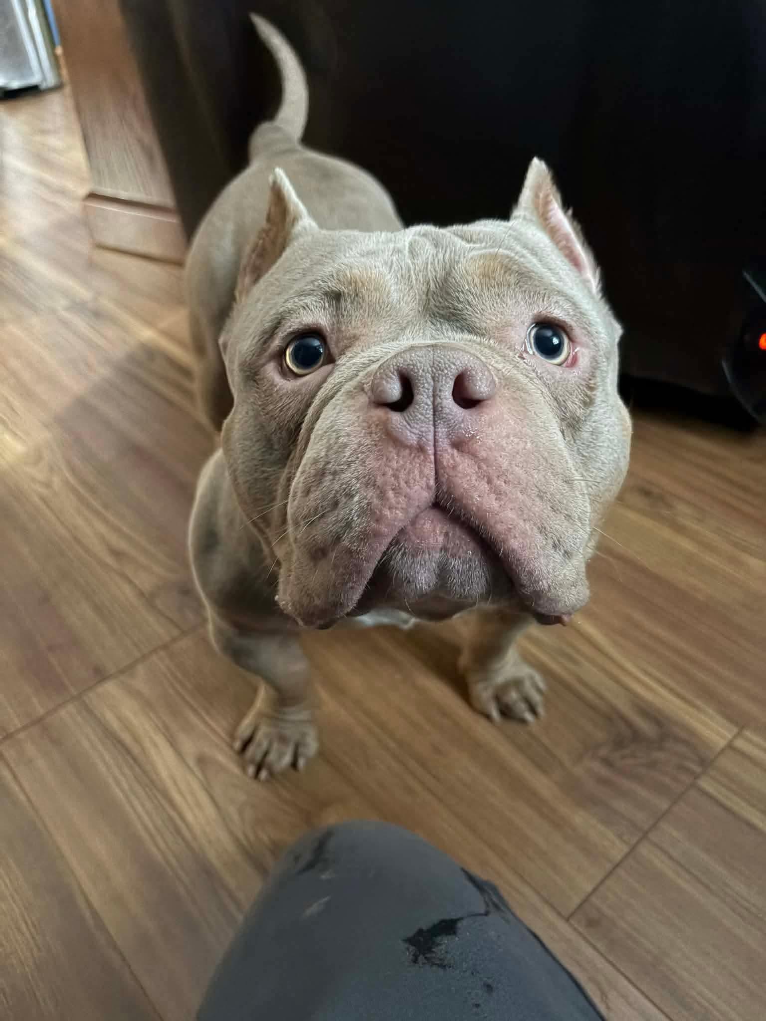 Enlarge Apollo, a ADOPTABLE mixed breed in Clay, NY image 5/6