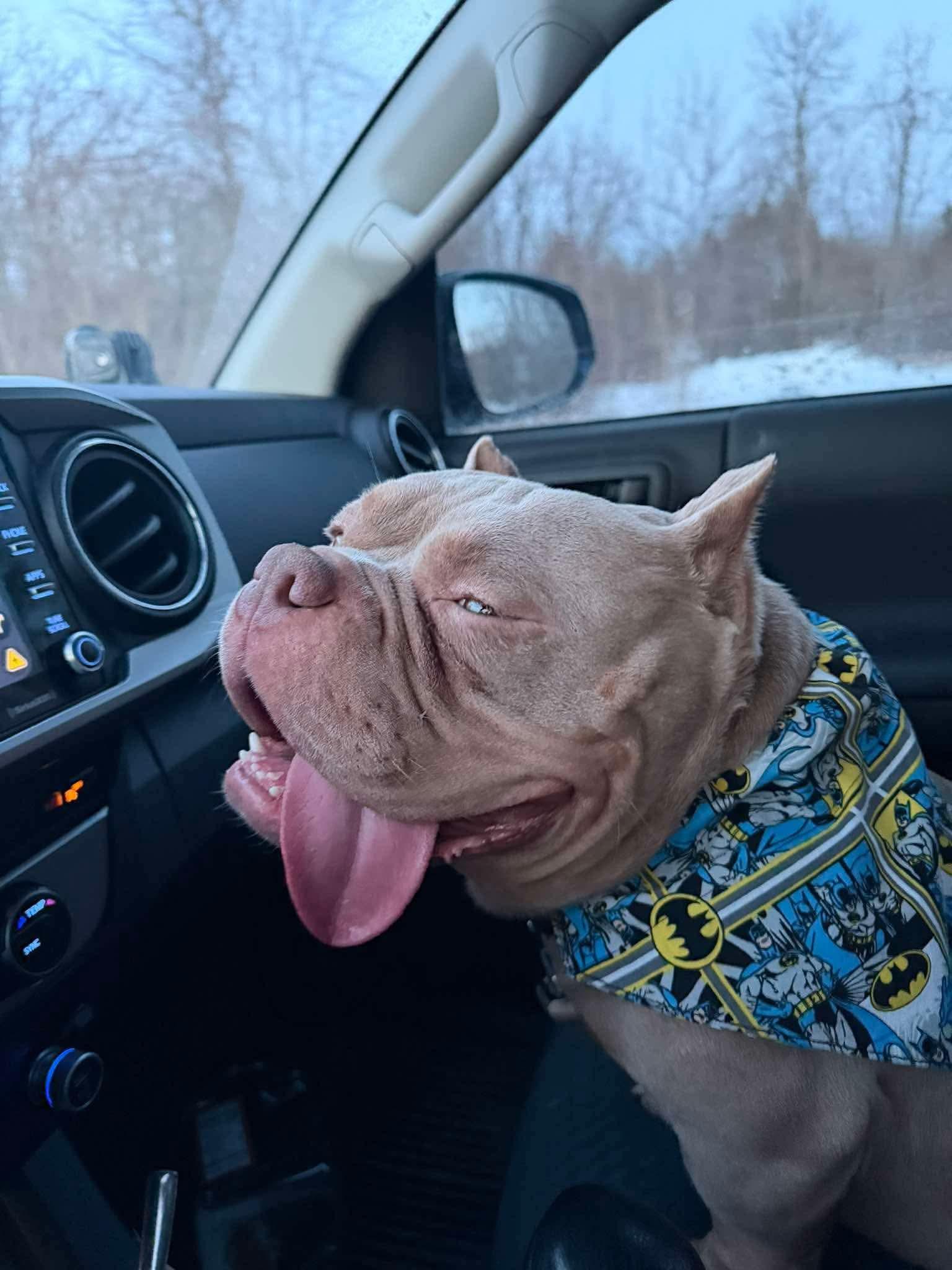 Apollo, ADOPTABLE, Adult Male American Bully.