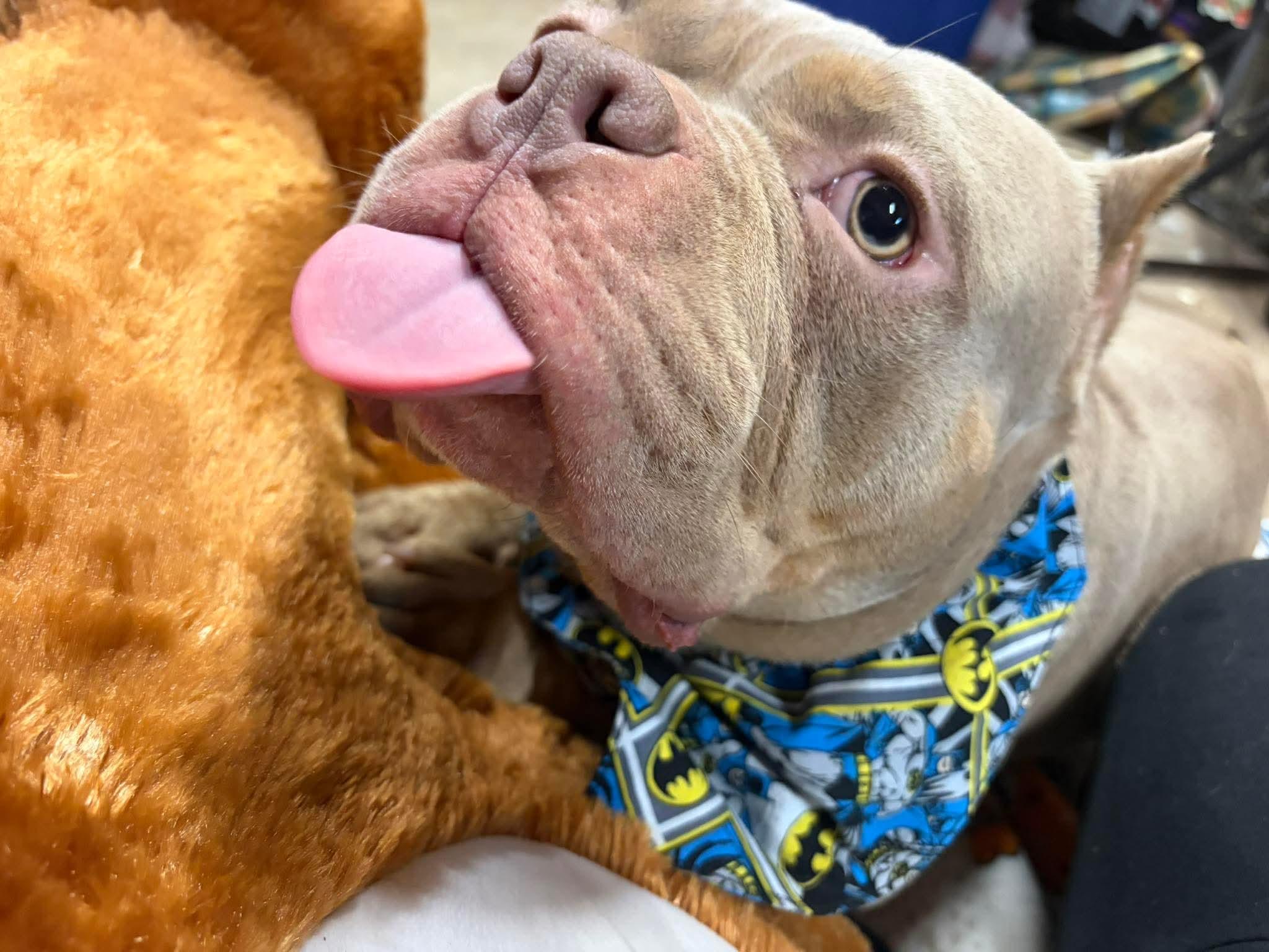 Enlarge Apollo, a ADOPTABLE mixed breed in Clay, NY image 2/6