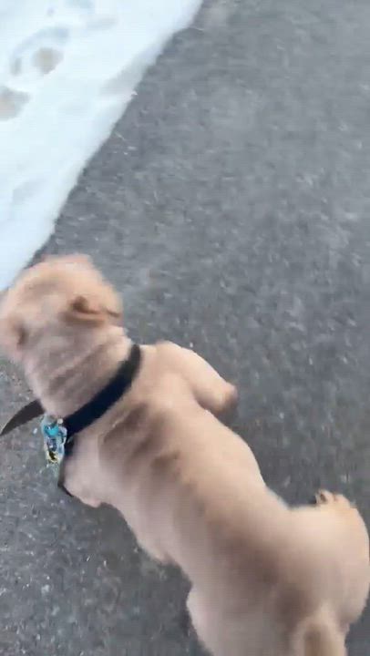 Enlarge Apollo, a ADOPTABLE mixed breed in Clay, NY video 3/6