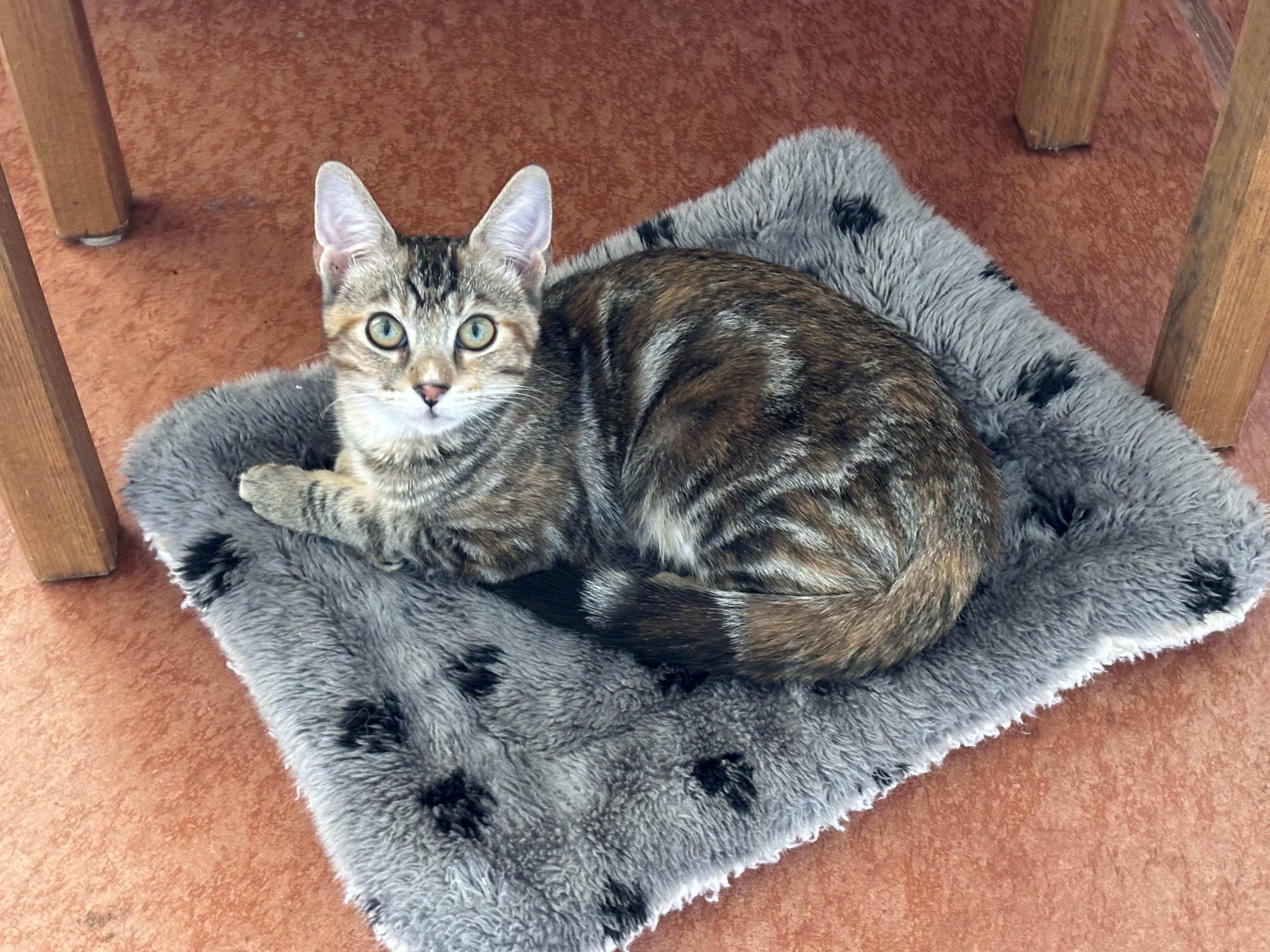 Marigold, Adoptable, Young Female Domestic Short Hair.