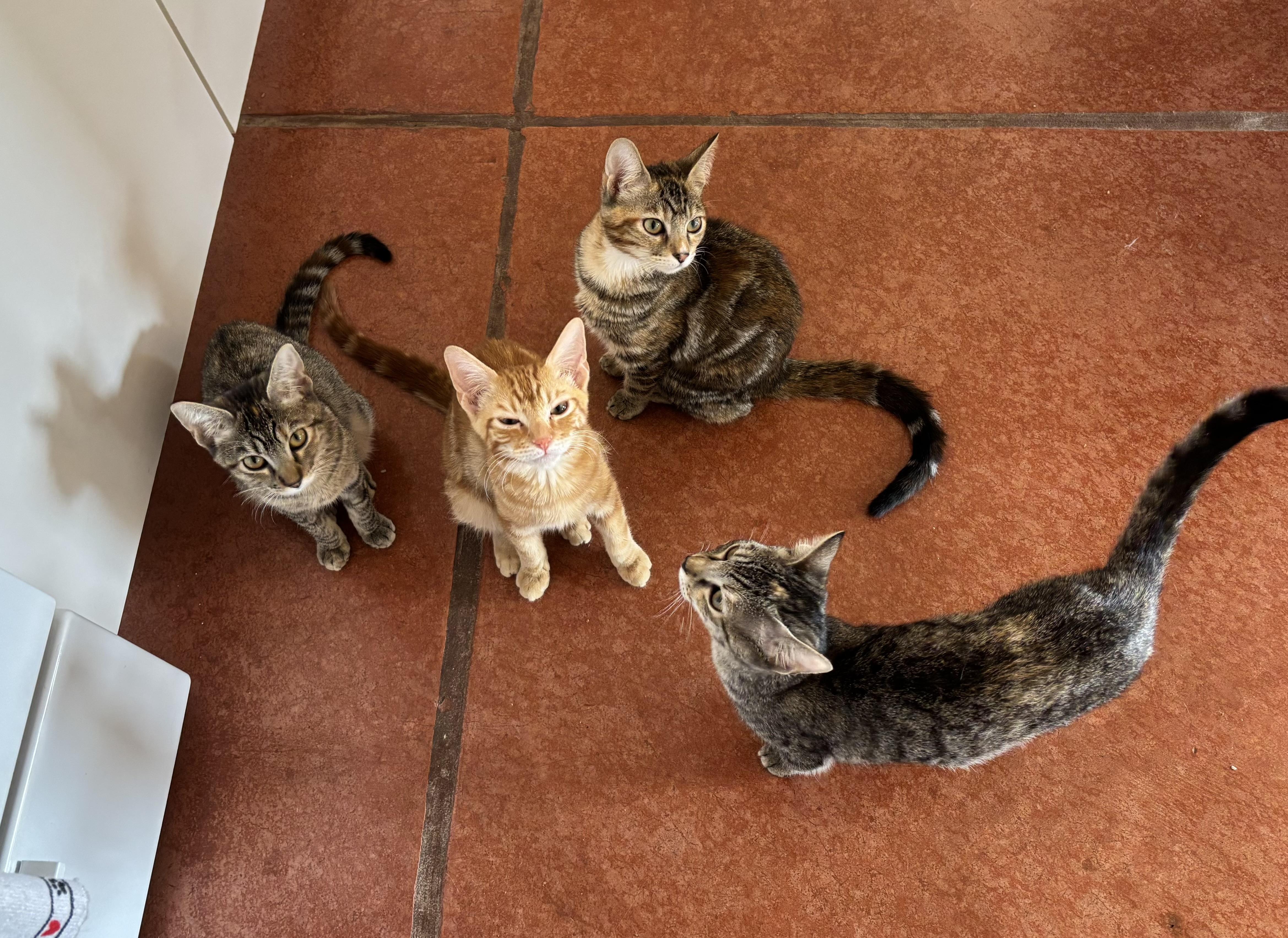 Enlarge Marigold, a Adoptable Domestic Short Hair in Sierra Vista, AZ image 3/3