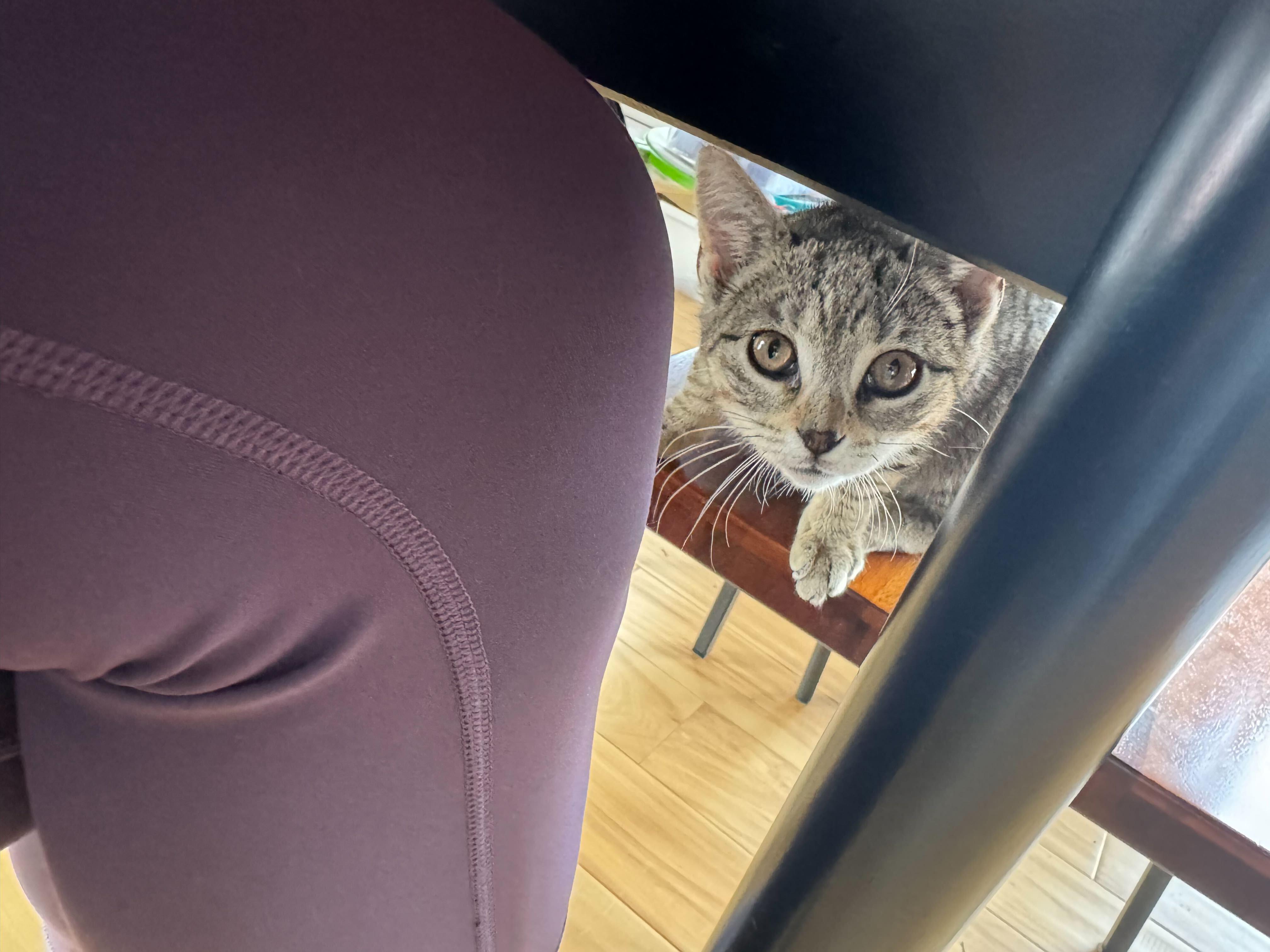 Enlarge Brontë aka Baby Brontosaurus, a ADOPTABLE Domestic Short Hair in Long Island City, NY image 5/6