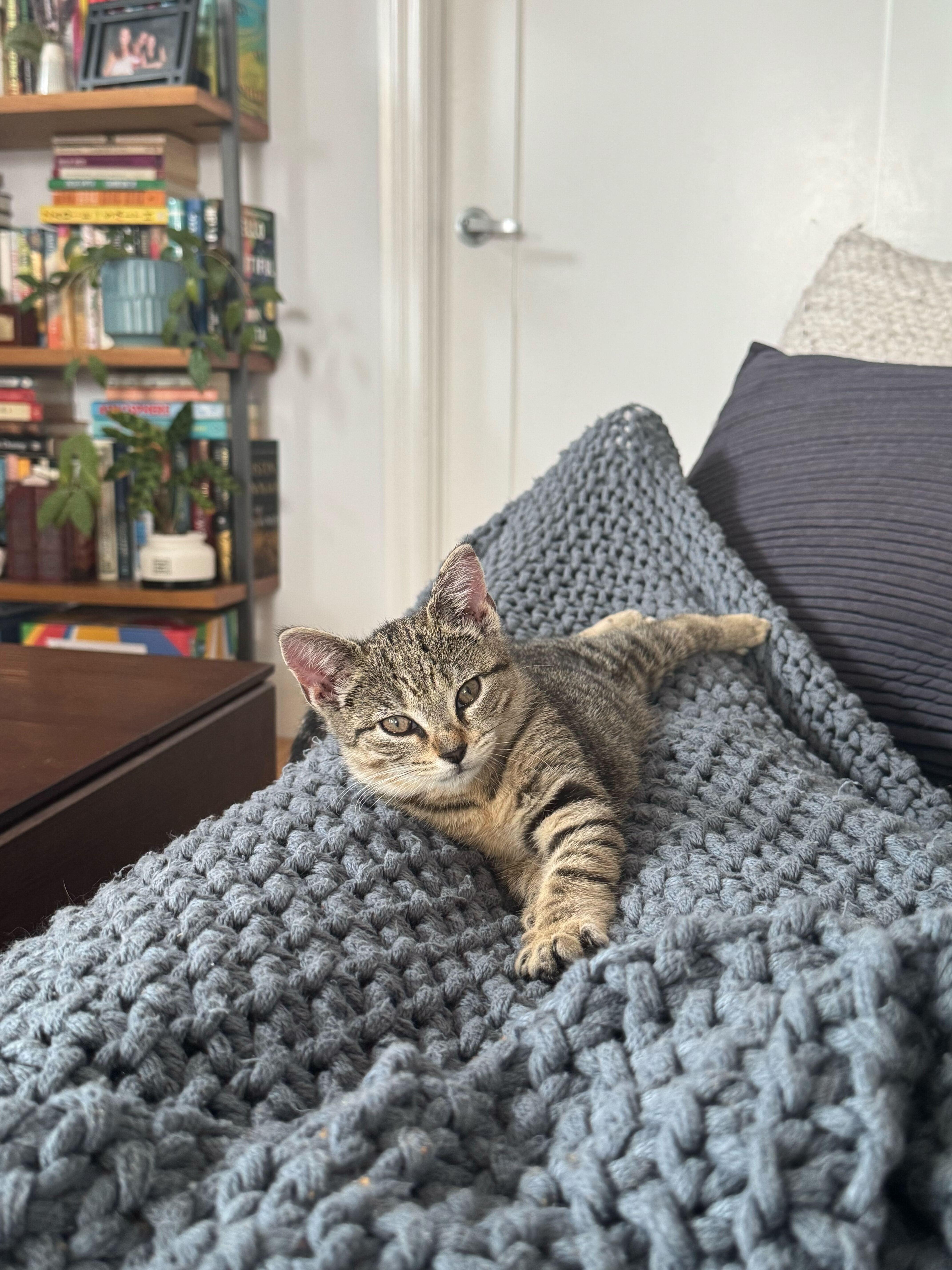 Enlarge Brontë aka Baby Brontosaurus, a ADOPTABLE Domestic Short Hair in Long Island City, NY image 2/6