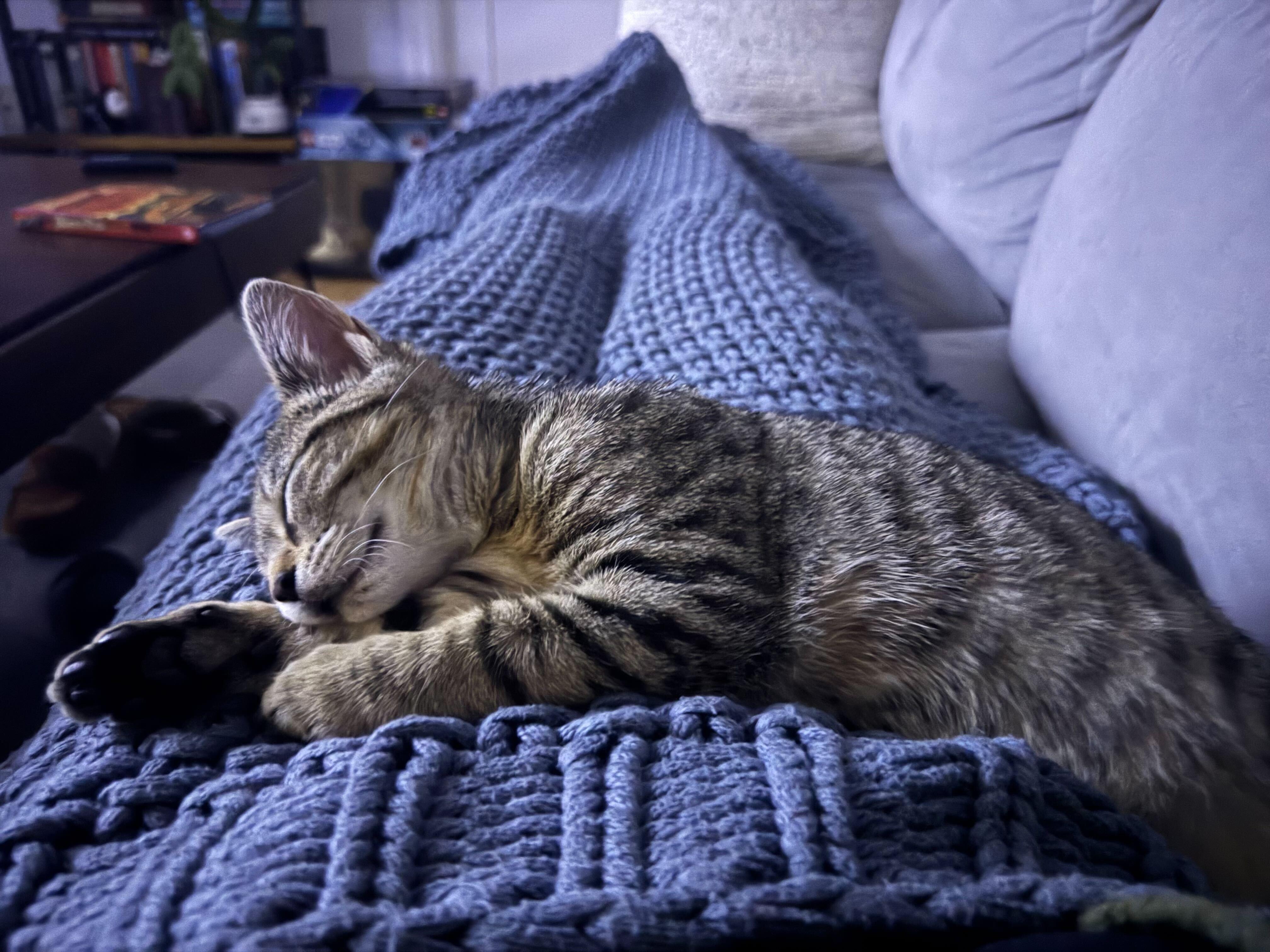 Enlarge Brontë aka Baby Brontosaurus, a ADOPTABLE Domestic Short Hair in Long Island City, NY image 3/6