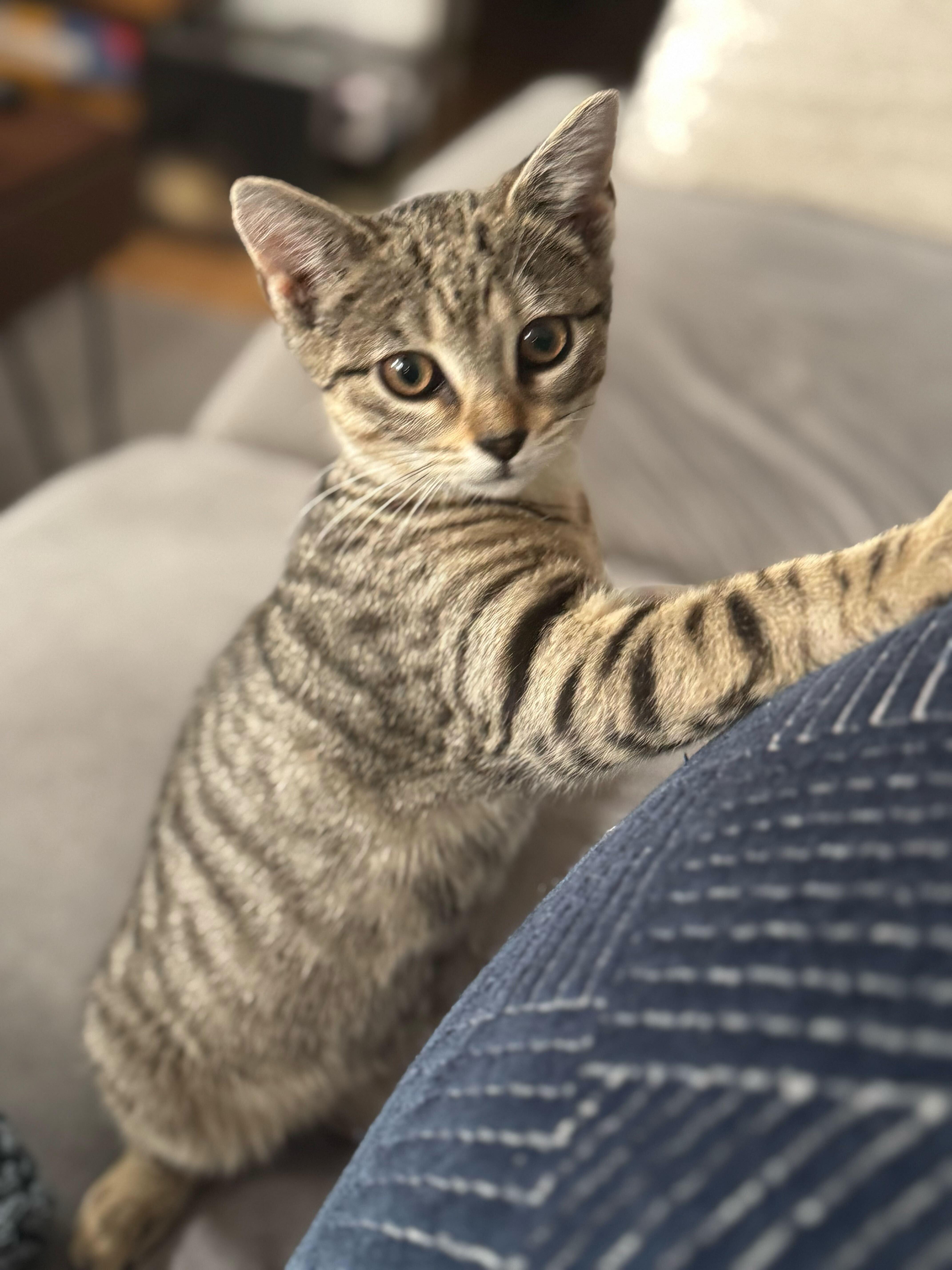 Enlarge Brontë aka Baby Brontosaurus, a ADOPTABLE Domestic Short Hair in Long Island City, NY image 6/6