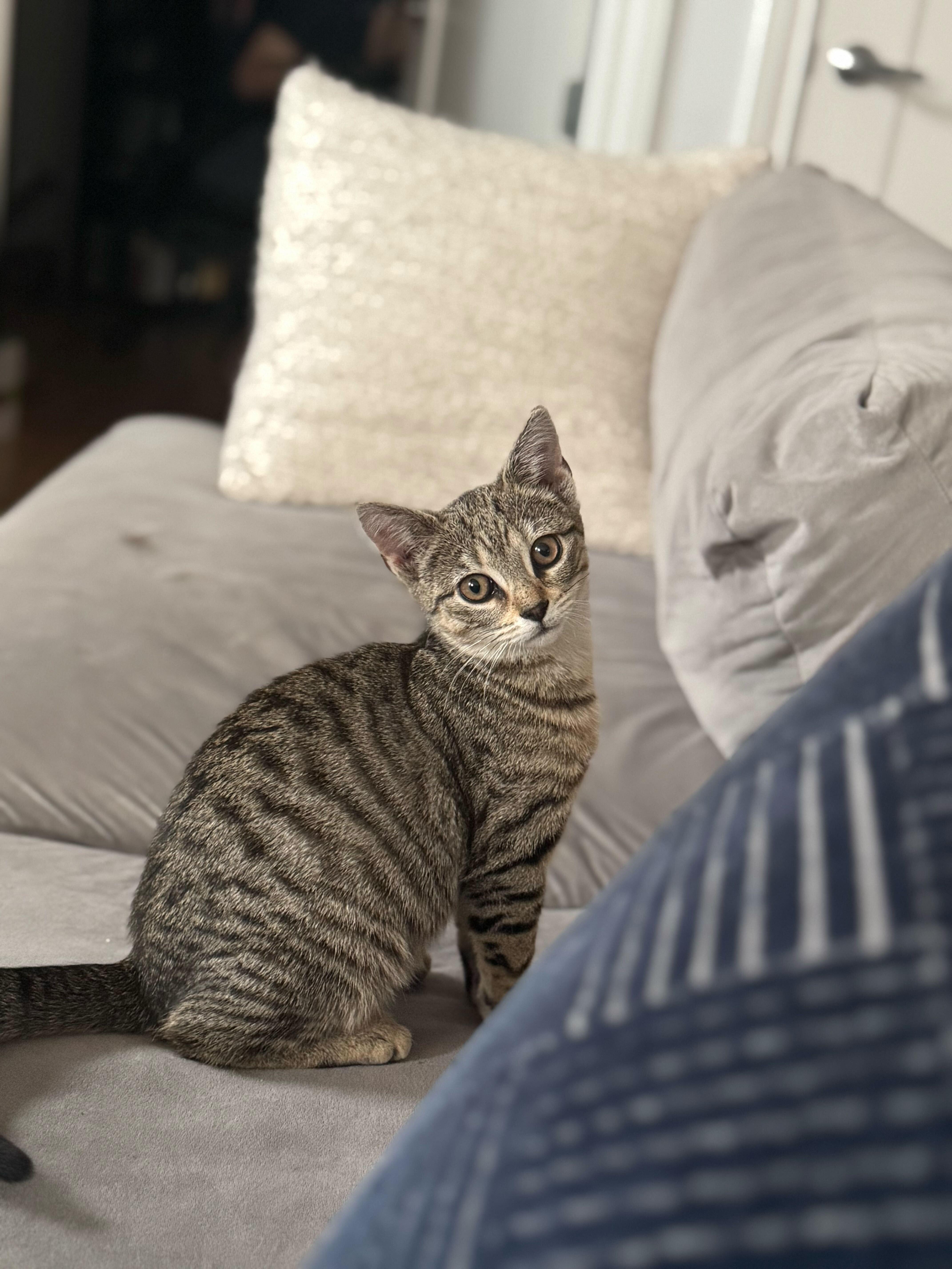 Enlarge Brontë aka Baby Brontosaurus, a ADOPTABLE Domestic Short Hair in Long Island City, NY image 1/6