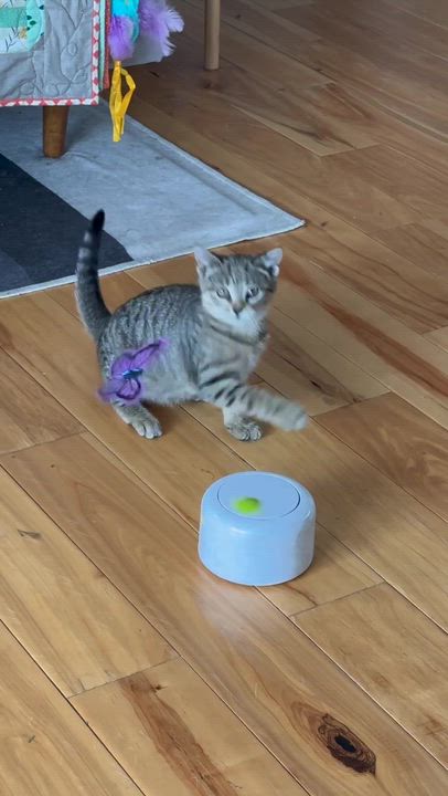 Enlarge Brontë aka Baby Brontosaurus, a ADOPTABLE Domestic Short Hair in Long Island City, NY video 4/6