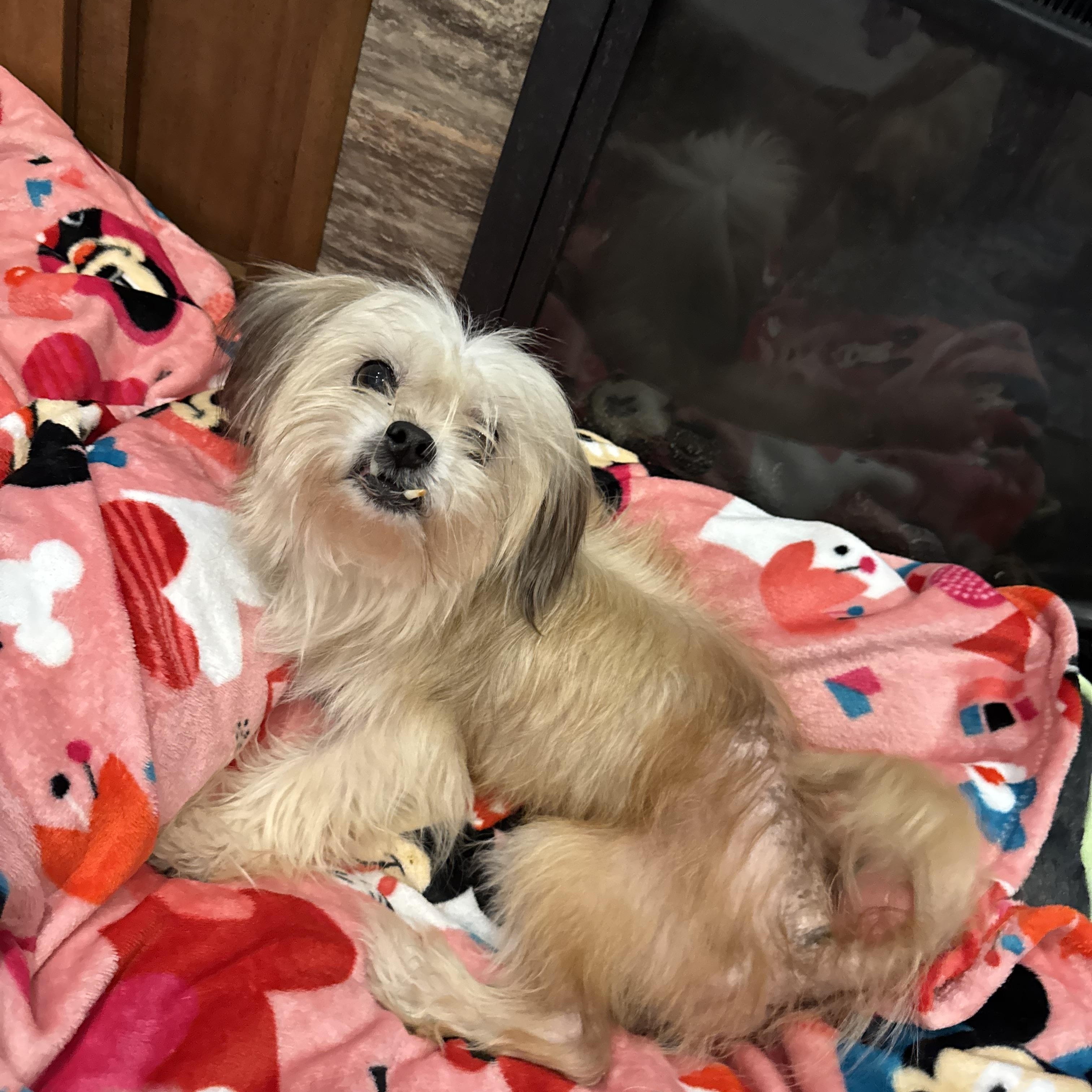 Snaggles, a Adopted mixed breed in Baton Rouge, LA image 1/6