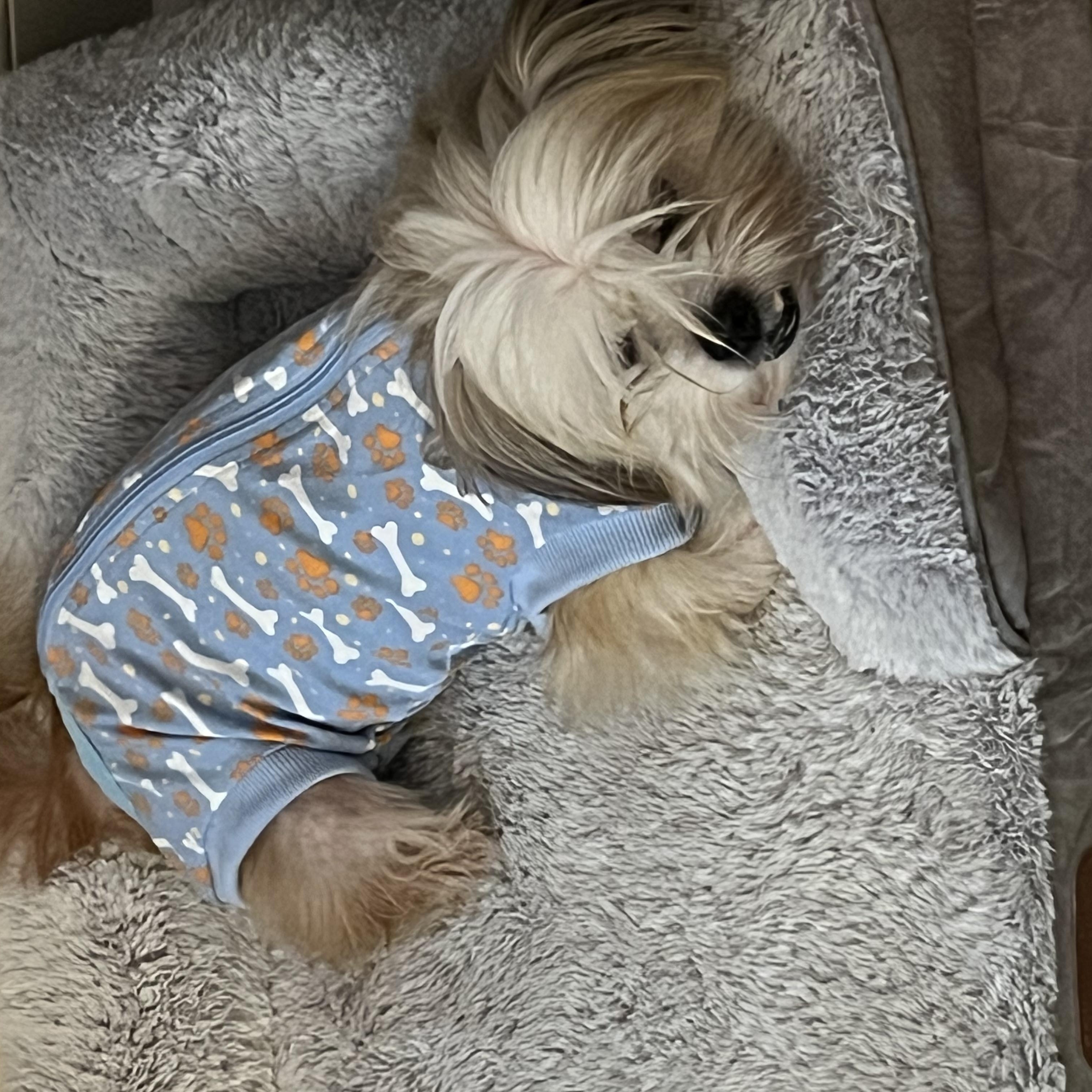 Snaggles, a Adopted mixed breed in Baton Rouge, LA image 2/6