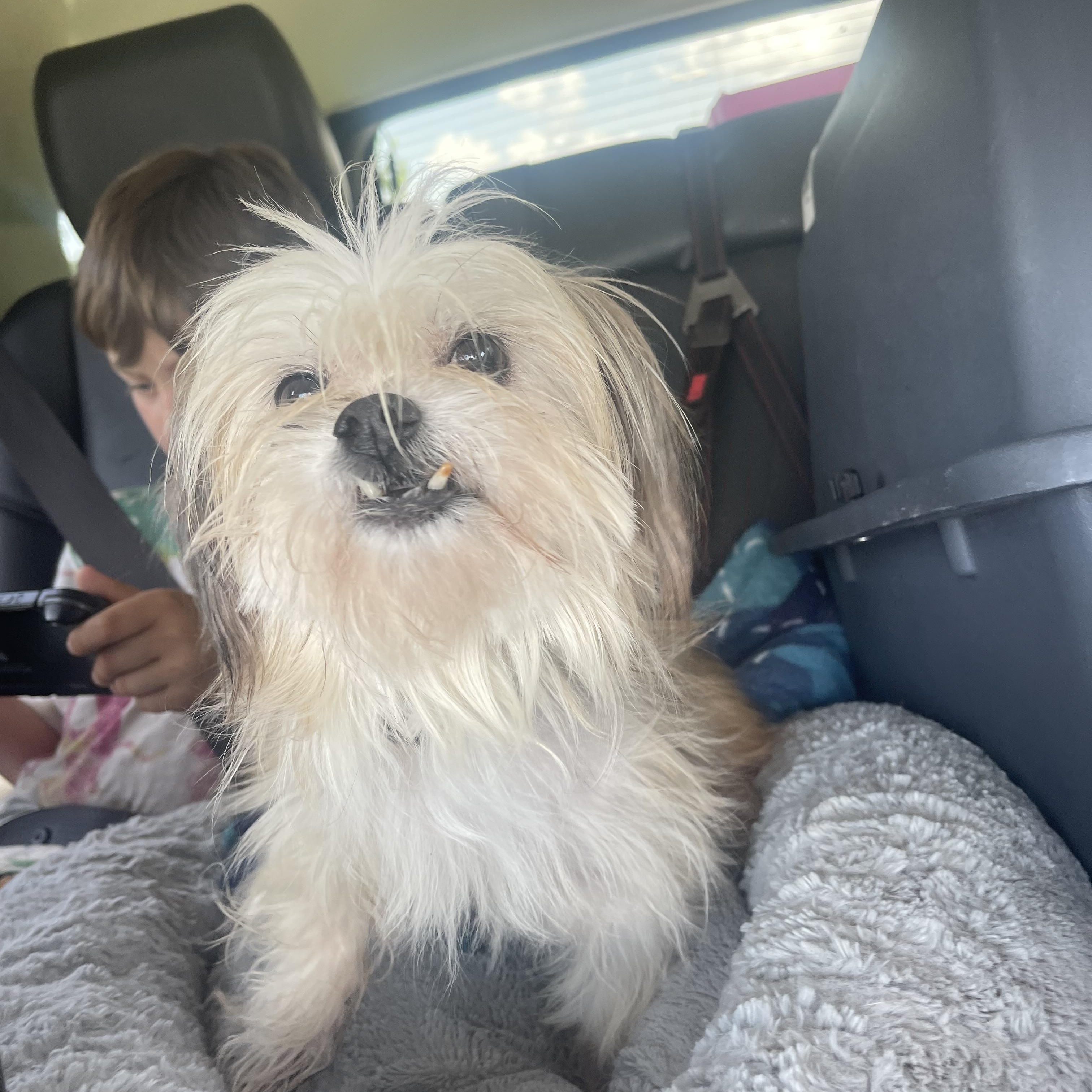 Snaggles, a Adopted mixed breed in Baton Rouge, LA image 3/6