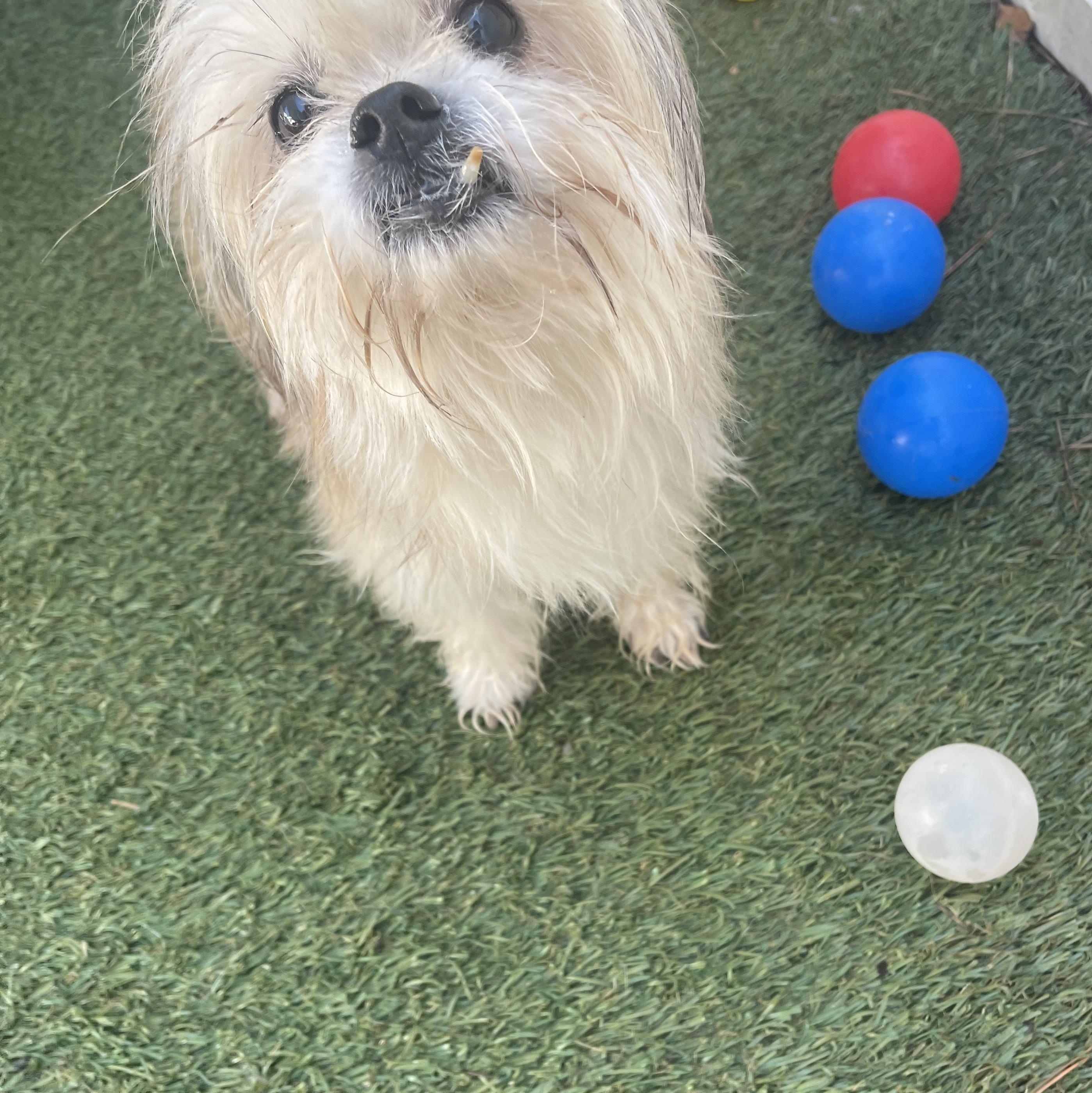 Snaggles, a Adopted mixed breed in Baton Rouge, LA image 4/6