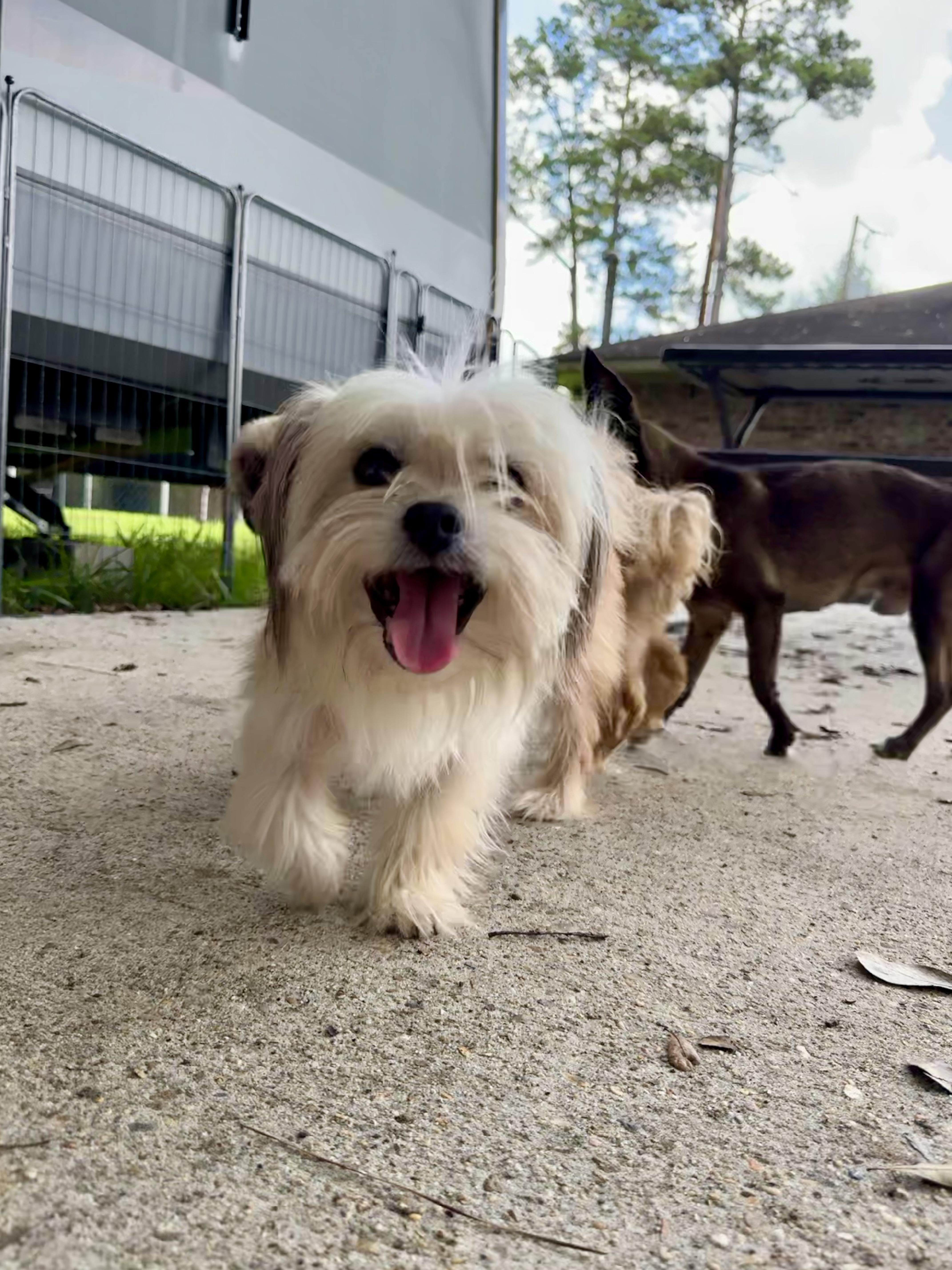 Snaggles, a Adopted mixed breed in Baton Rouge, LA image 5/6