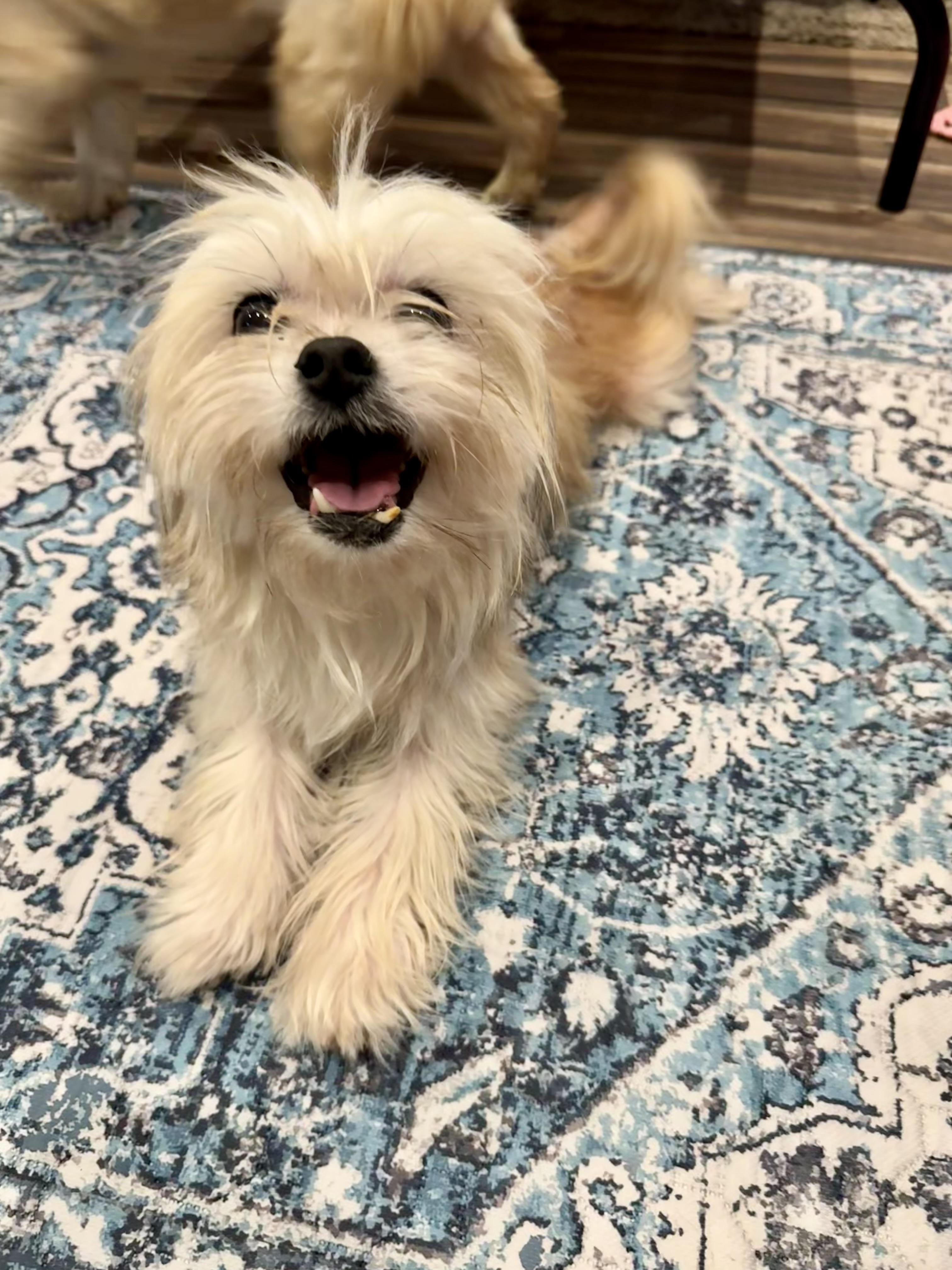 Snaggles, a Adopted mixed breed in Baton Rouge, LA image 6/6