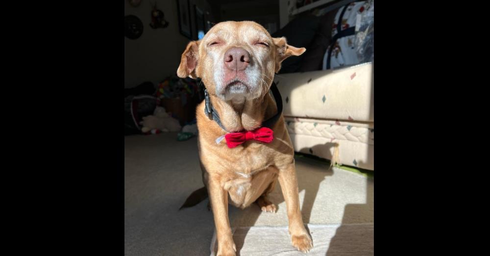 Sandy & Shadow BONDED PAIR, Adoptable, Senior Female American Bulldog.