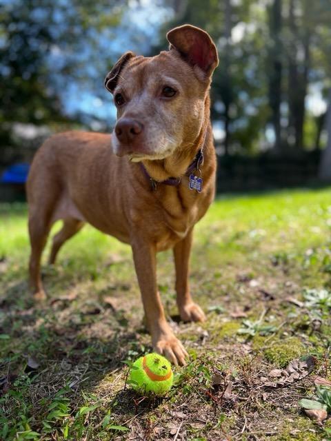 Enlarge Sandy & Shadow BONDED PAIR, a Adoptable mixed breed in Youngsville, NC image 2/6