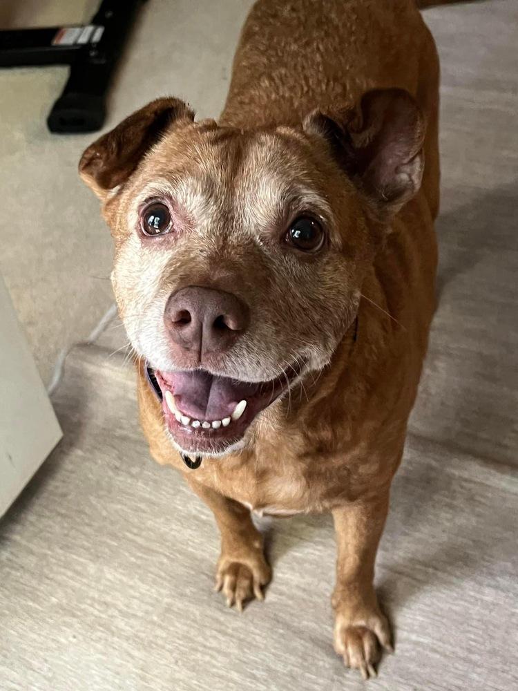 Enlarge Sandy & Shadow BONDED PAIR, a Adoptable mixed breed in Youngsville, NC image 3/6