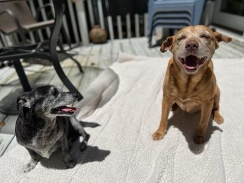 Enlarge Sandy & Shadow BONDED PAIR, a Adoptable mixed breed in Youngsville, NC image 5/6