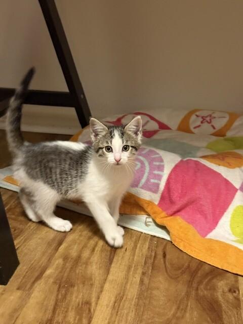 Meeny, Adoptable, Young Female Domestic Short Hair.