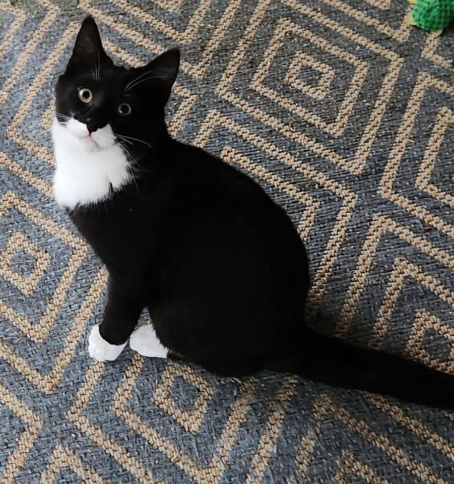 Enlarge Ricky, a Adoptable mixed breed in levittown, NY image 1/5