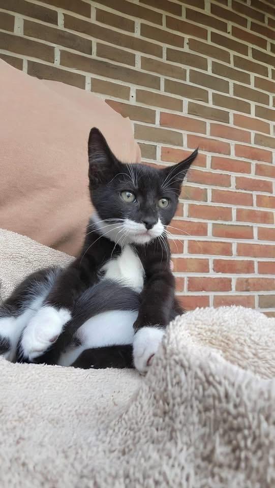 Enlarge Ricky, a Adoptable mixed breed in levittown, NY image 3/5