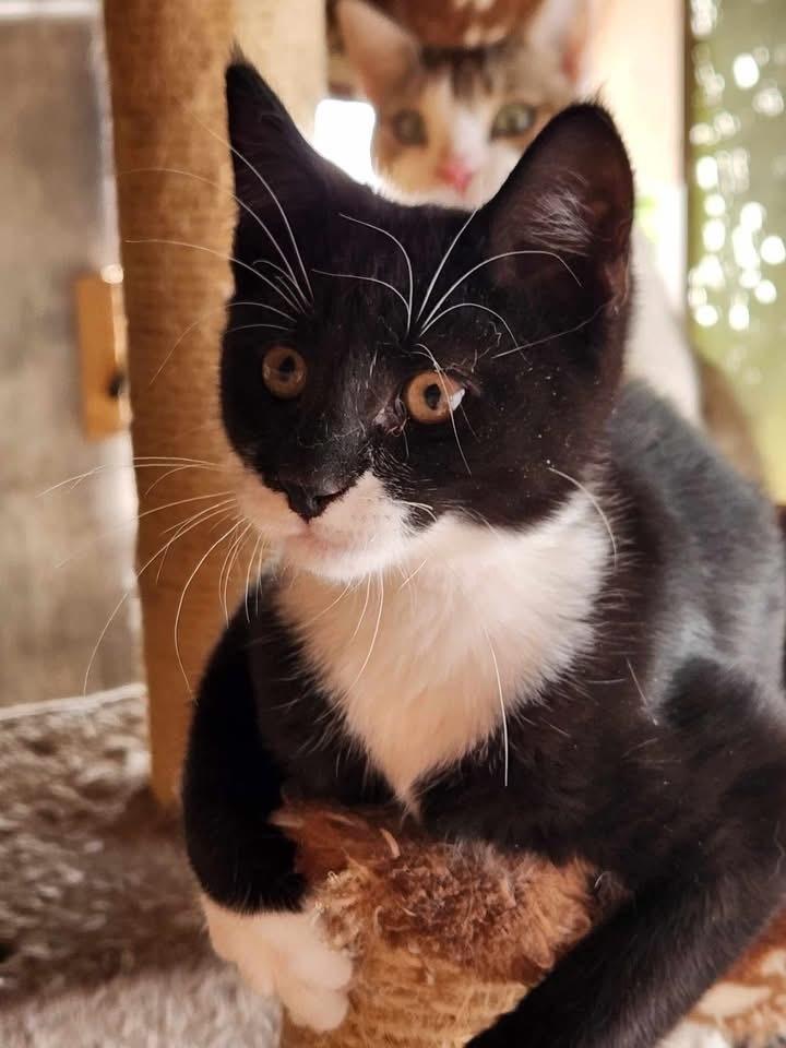 Enlarge Ricky, a Adoptable mixed breed in levittown, NY image 4/5